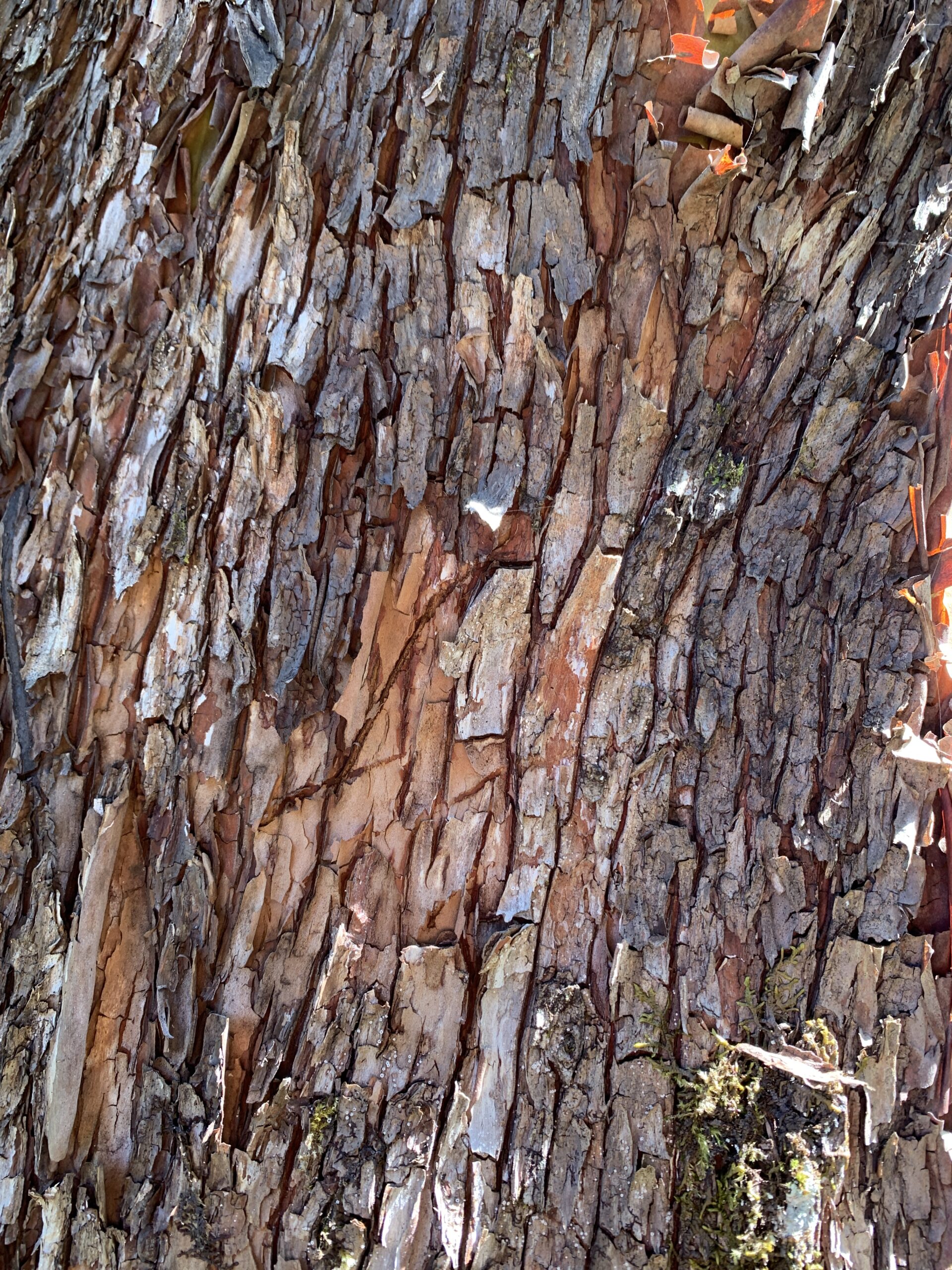 Pacific Madrone
