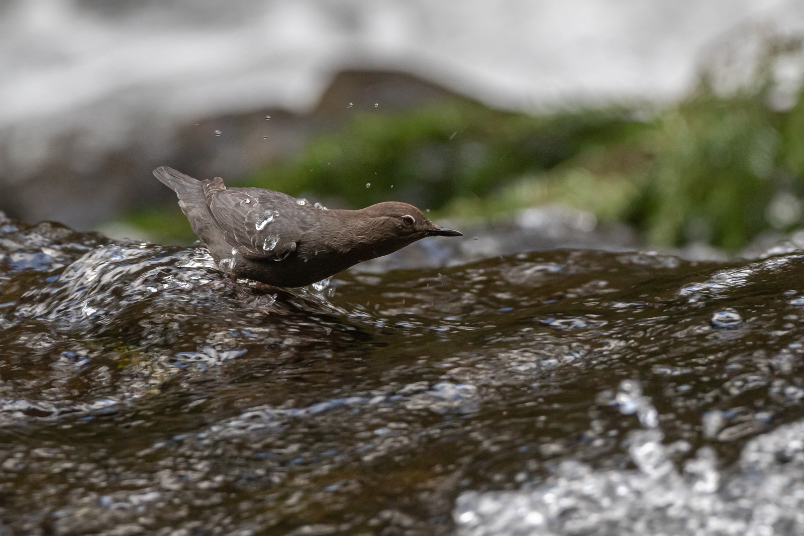American Dipper