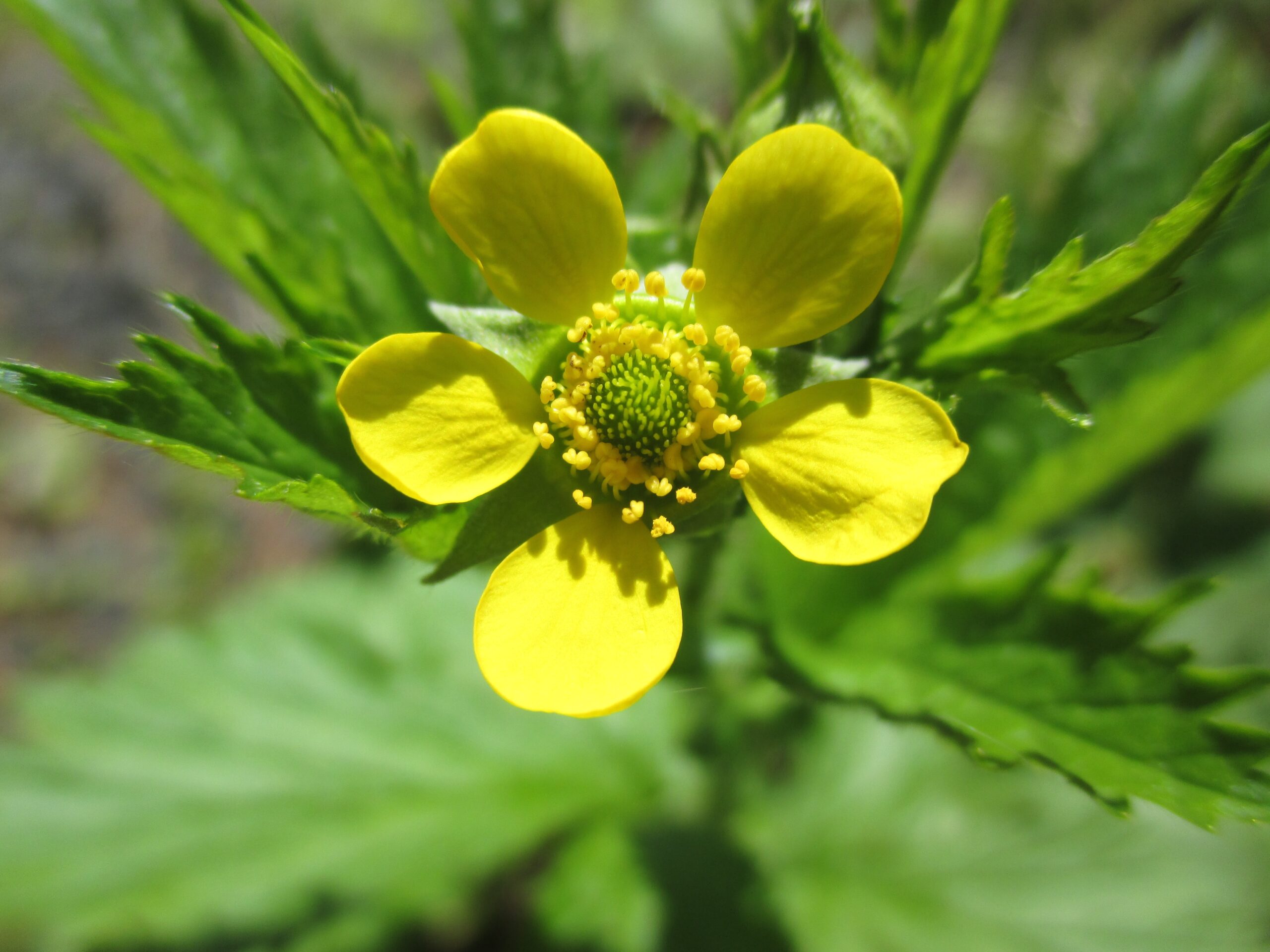 Large-Leaved Avens