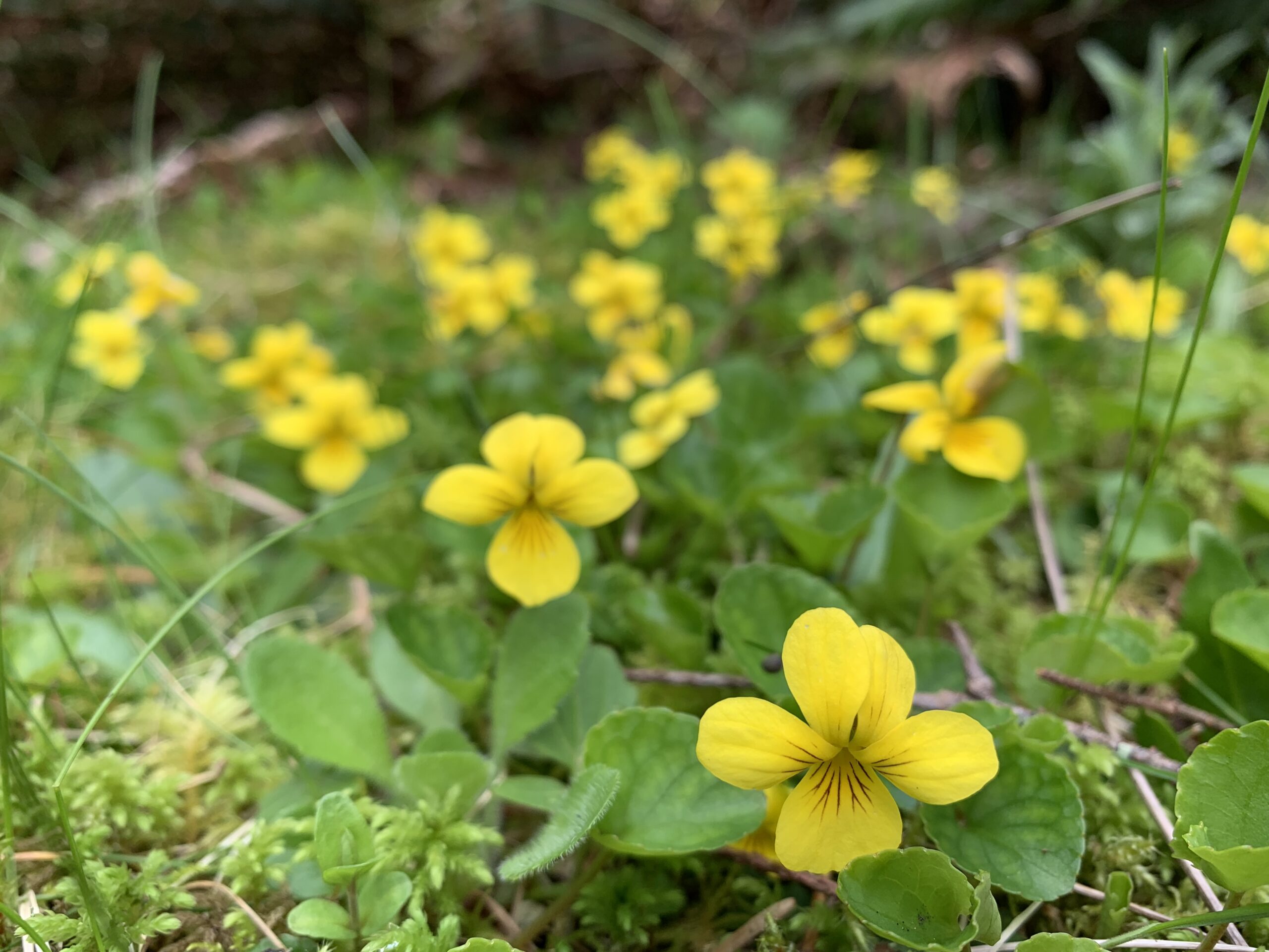 Wood Violet