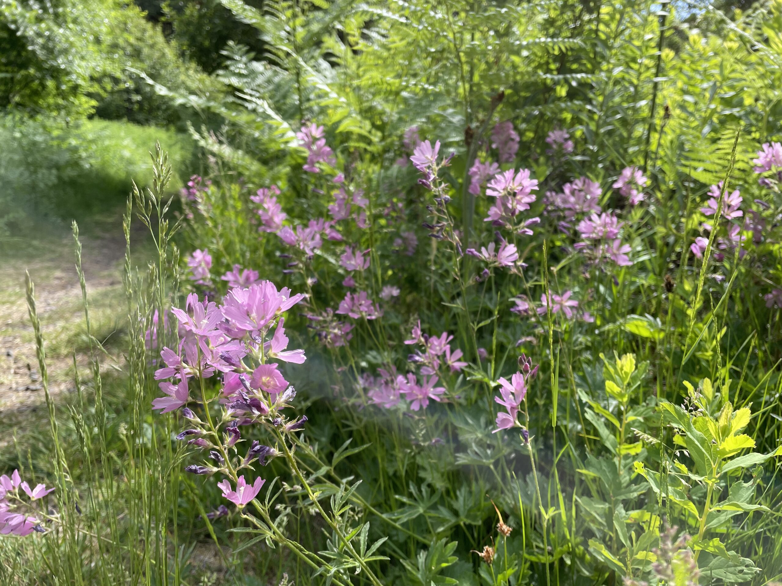 Rose Checker-Mallow