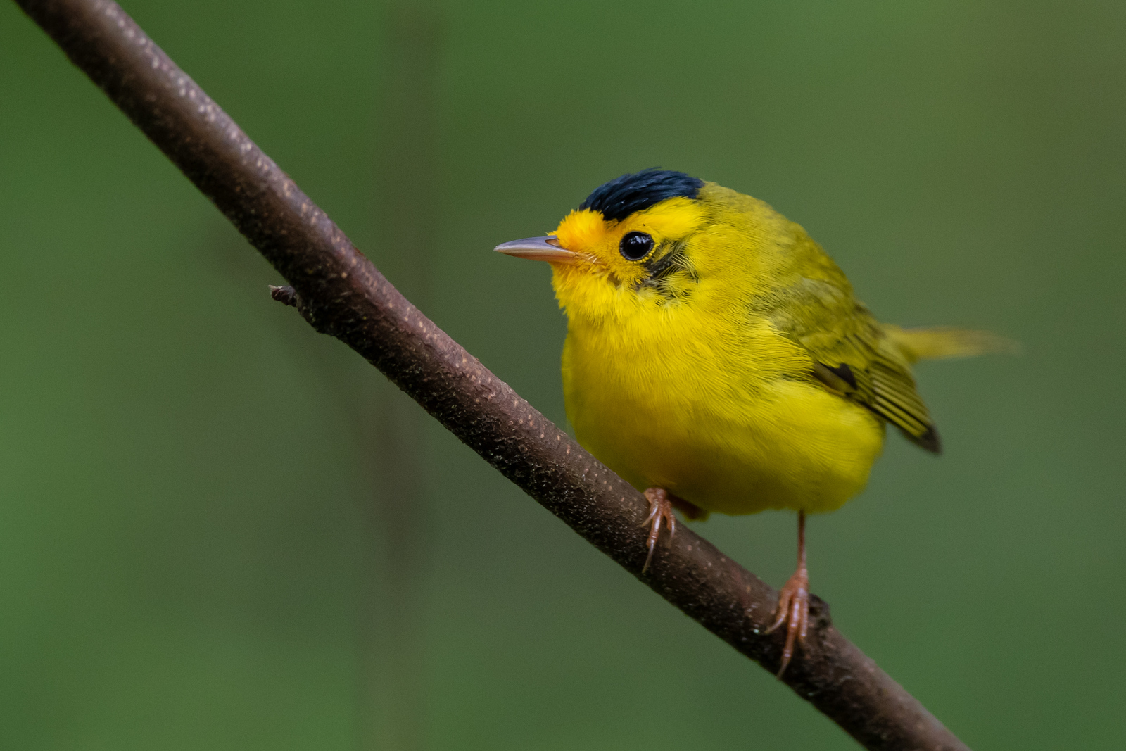 Wilson's Warbler