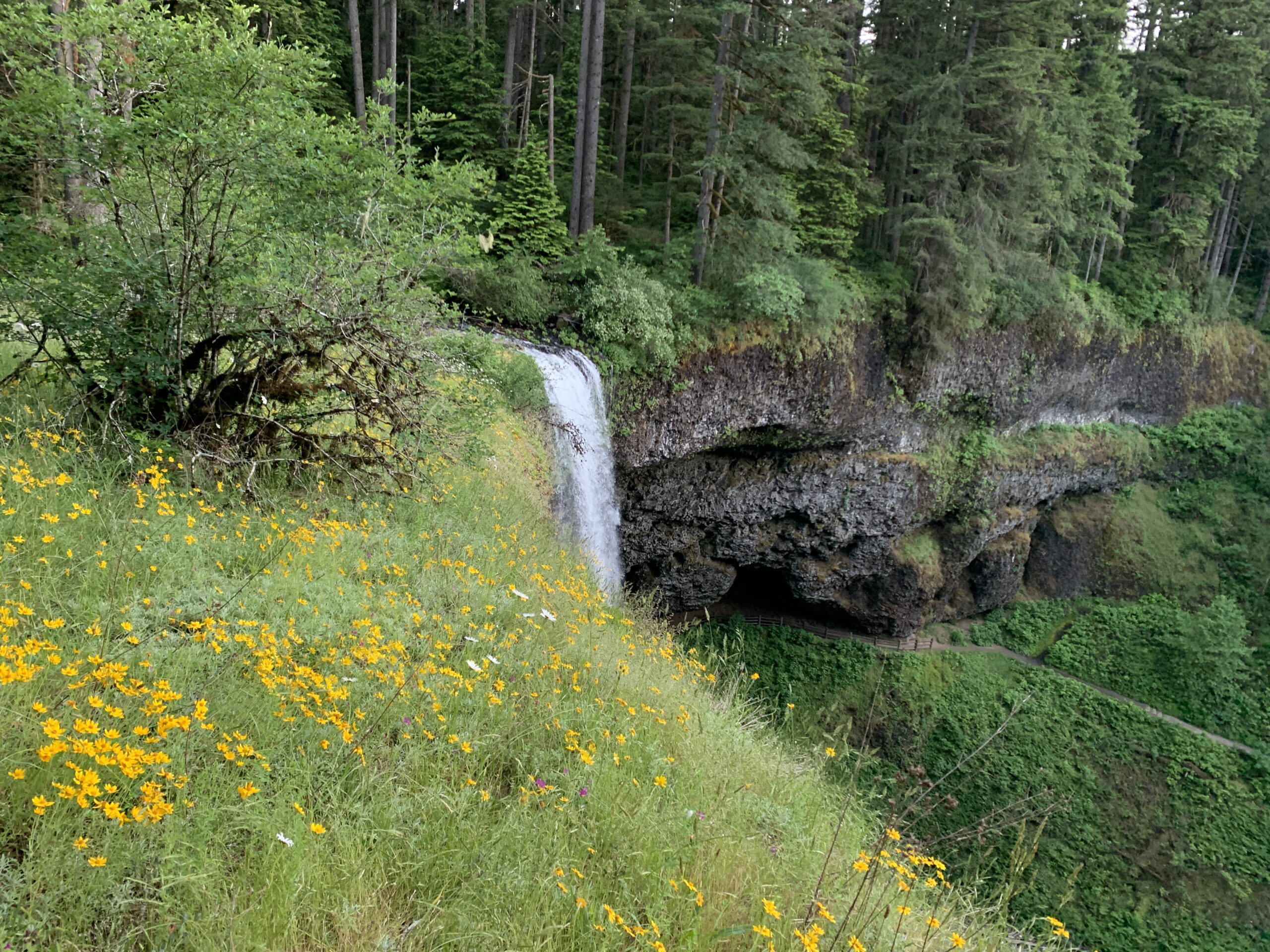 Oregon Sunshine