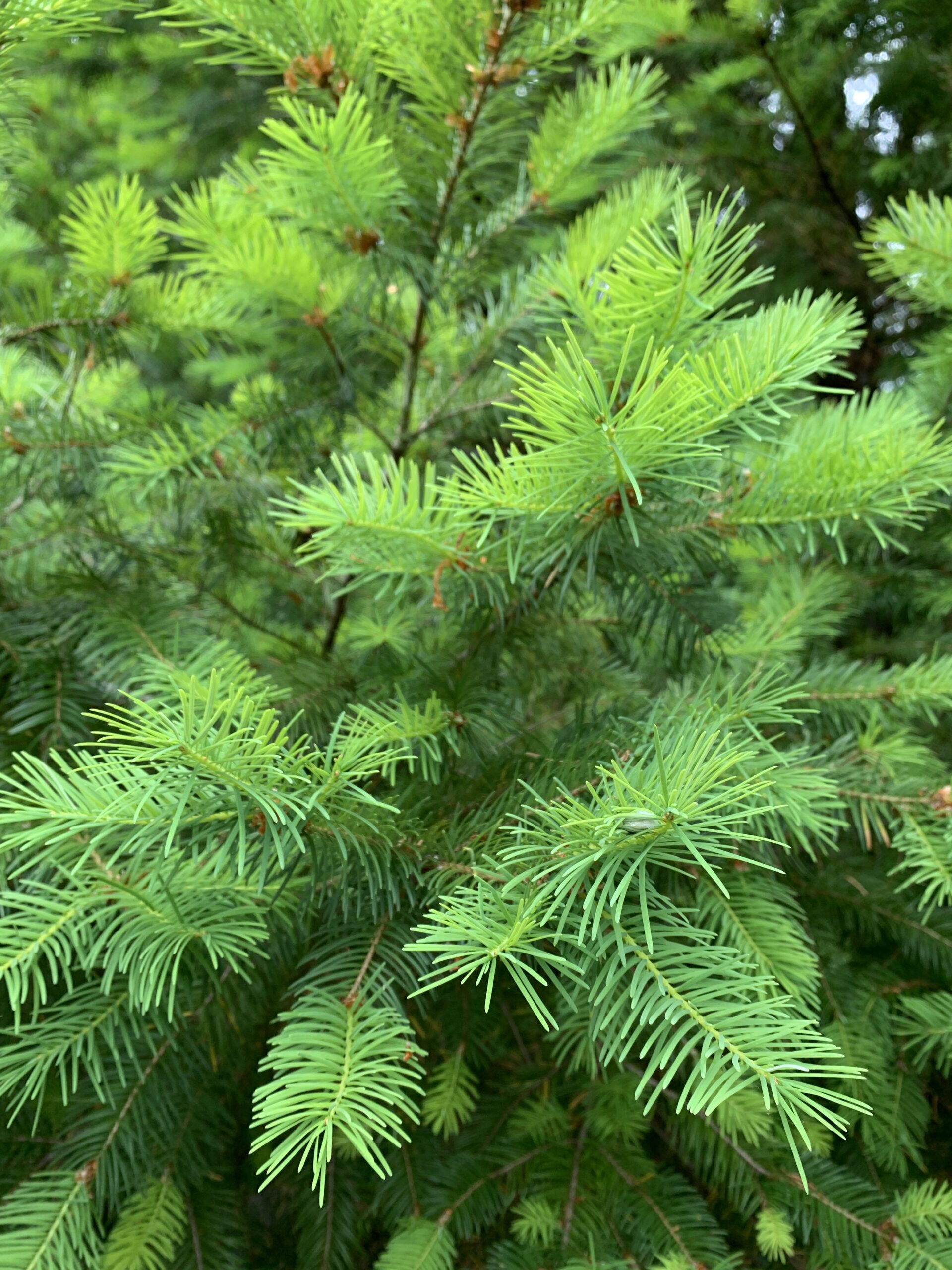 Douglas-Fir