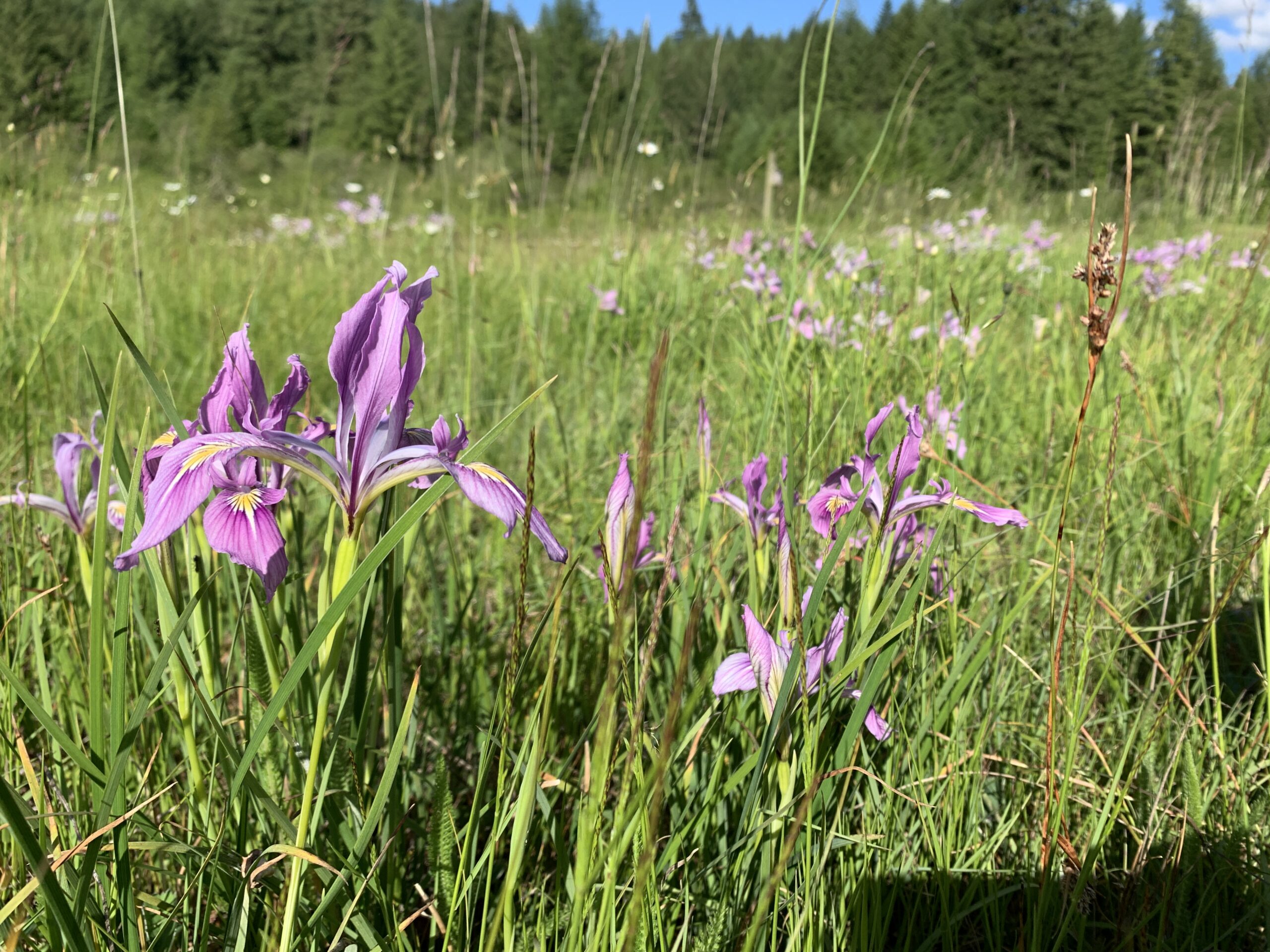 Oregon Iris