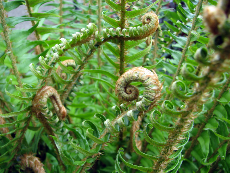 Sword Fern