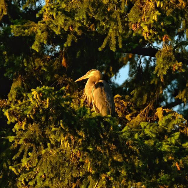 Great Blue Heron