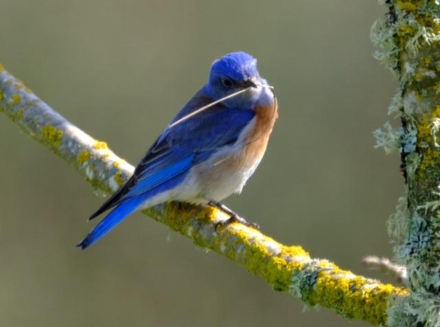 Western Bluebird
