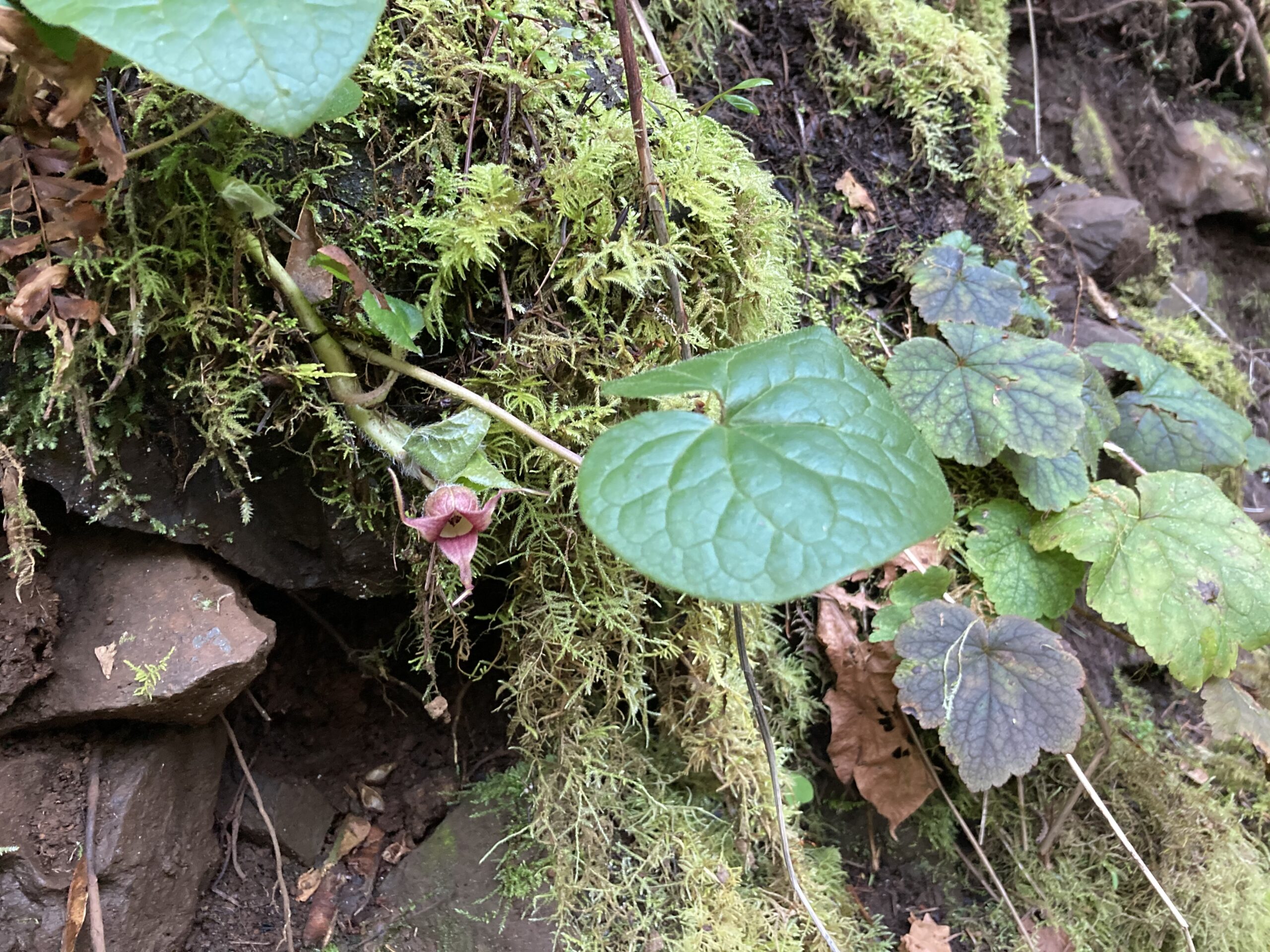 Western Wild Ginger