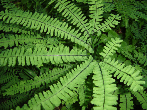 Maidenhair Fern