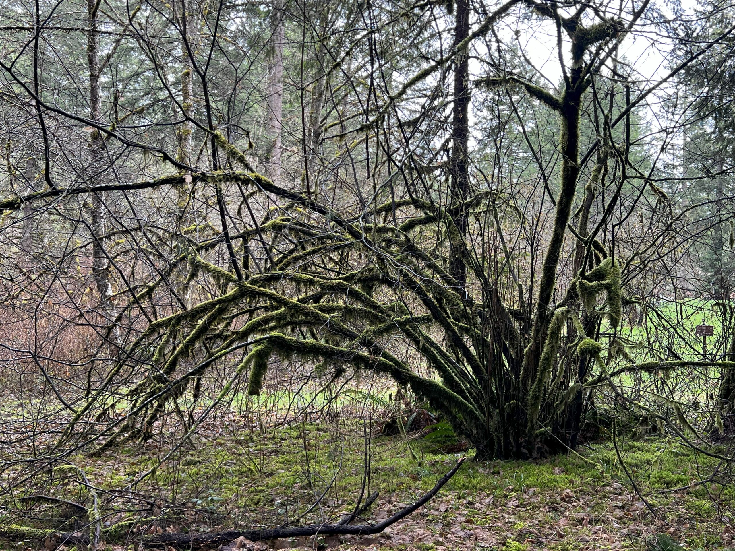 Vine Maple