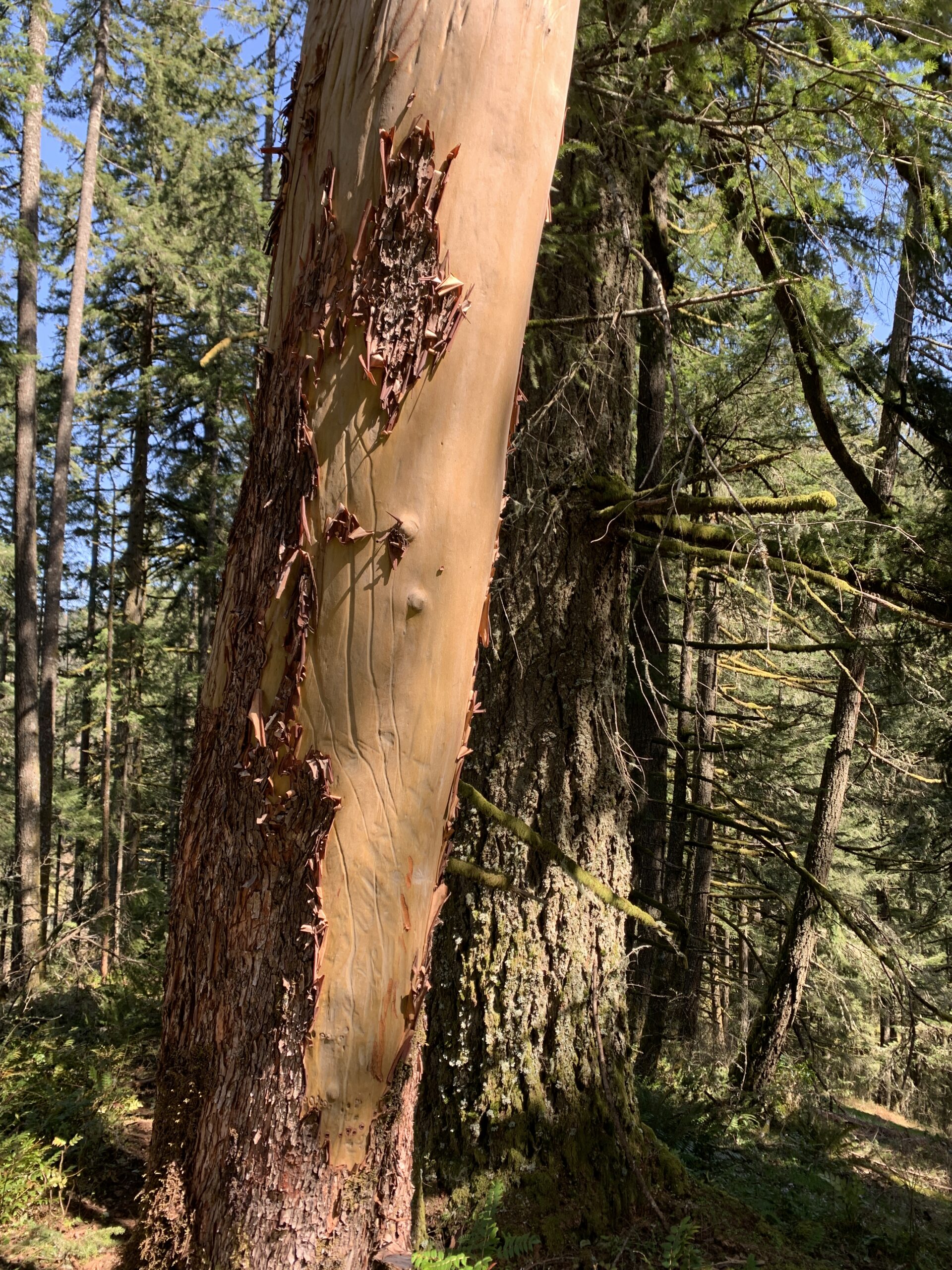 Pacific Madrone