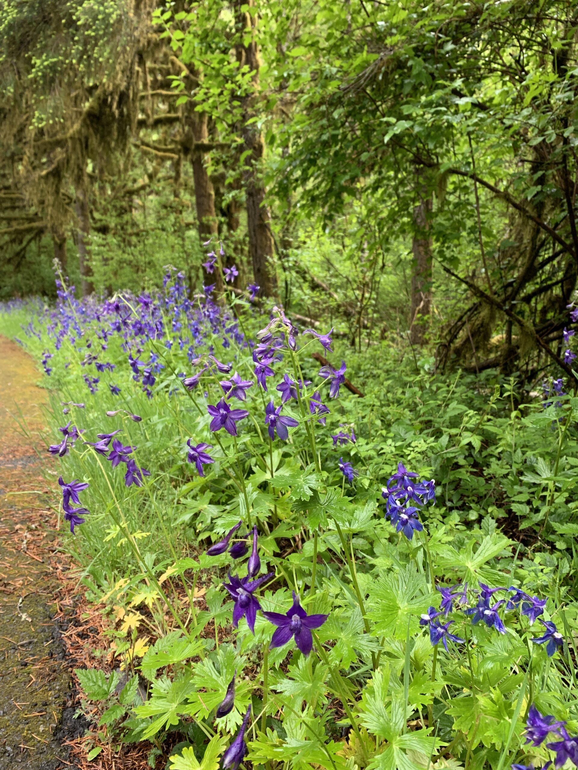 Columbia Larkspur
