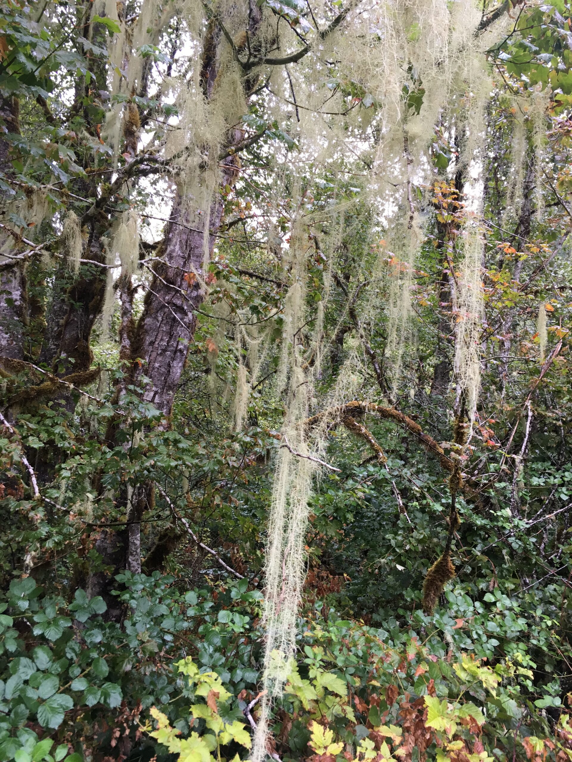 Old Man's Beard Lichen