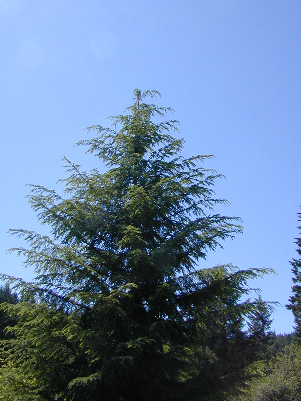 Western Hemlock