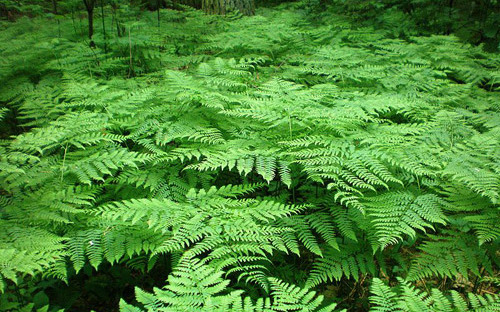 Bracken Fern