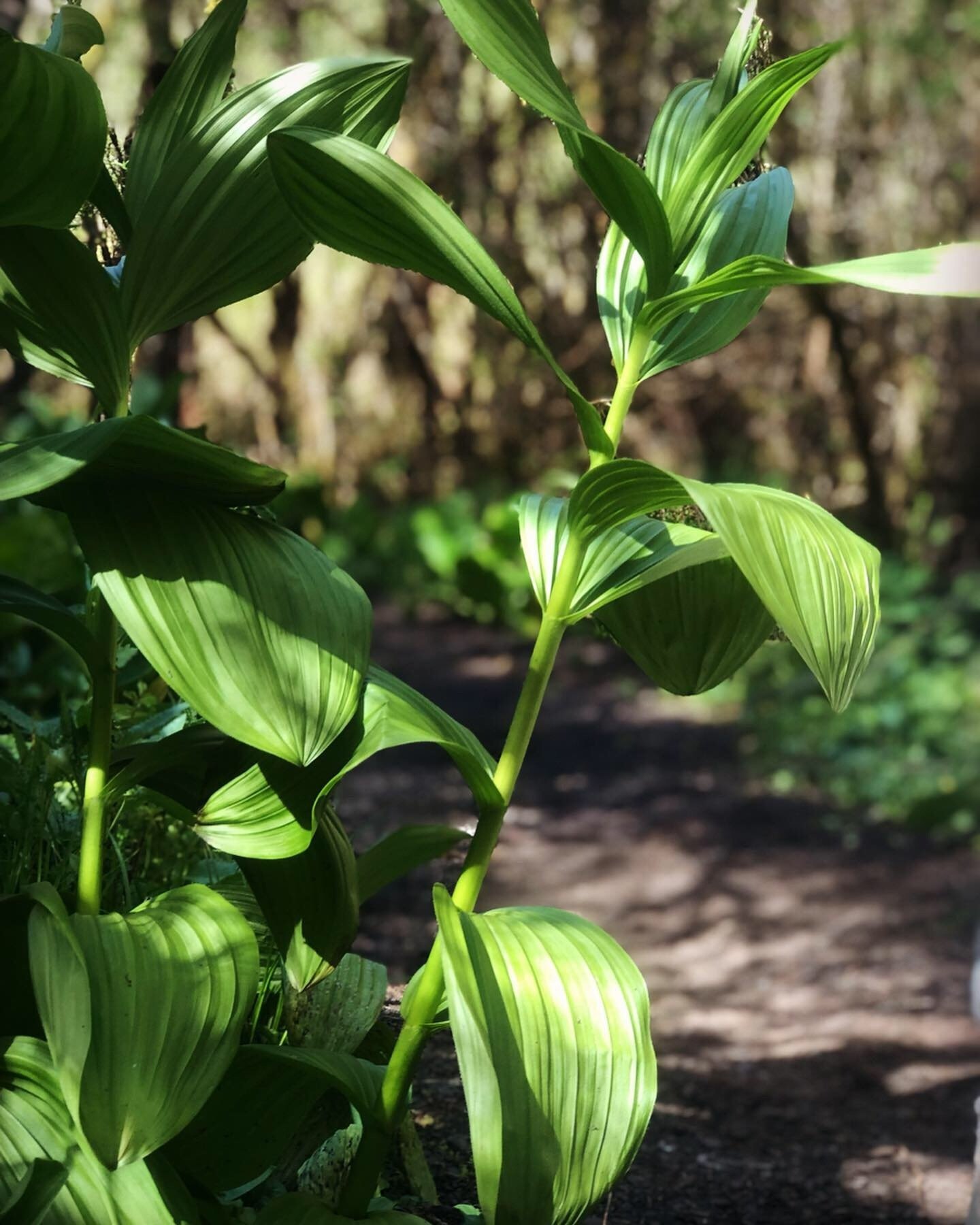 False Hellebore