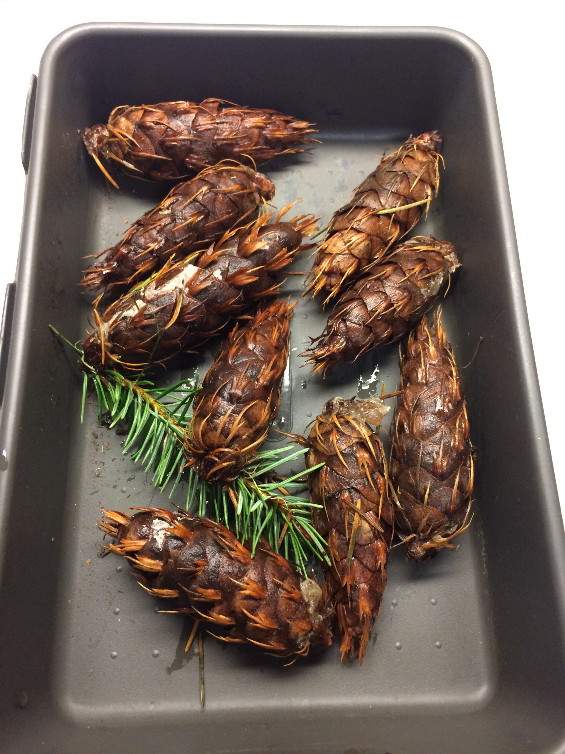 Douglas-Fir