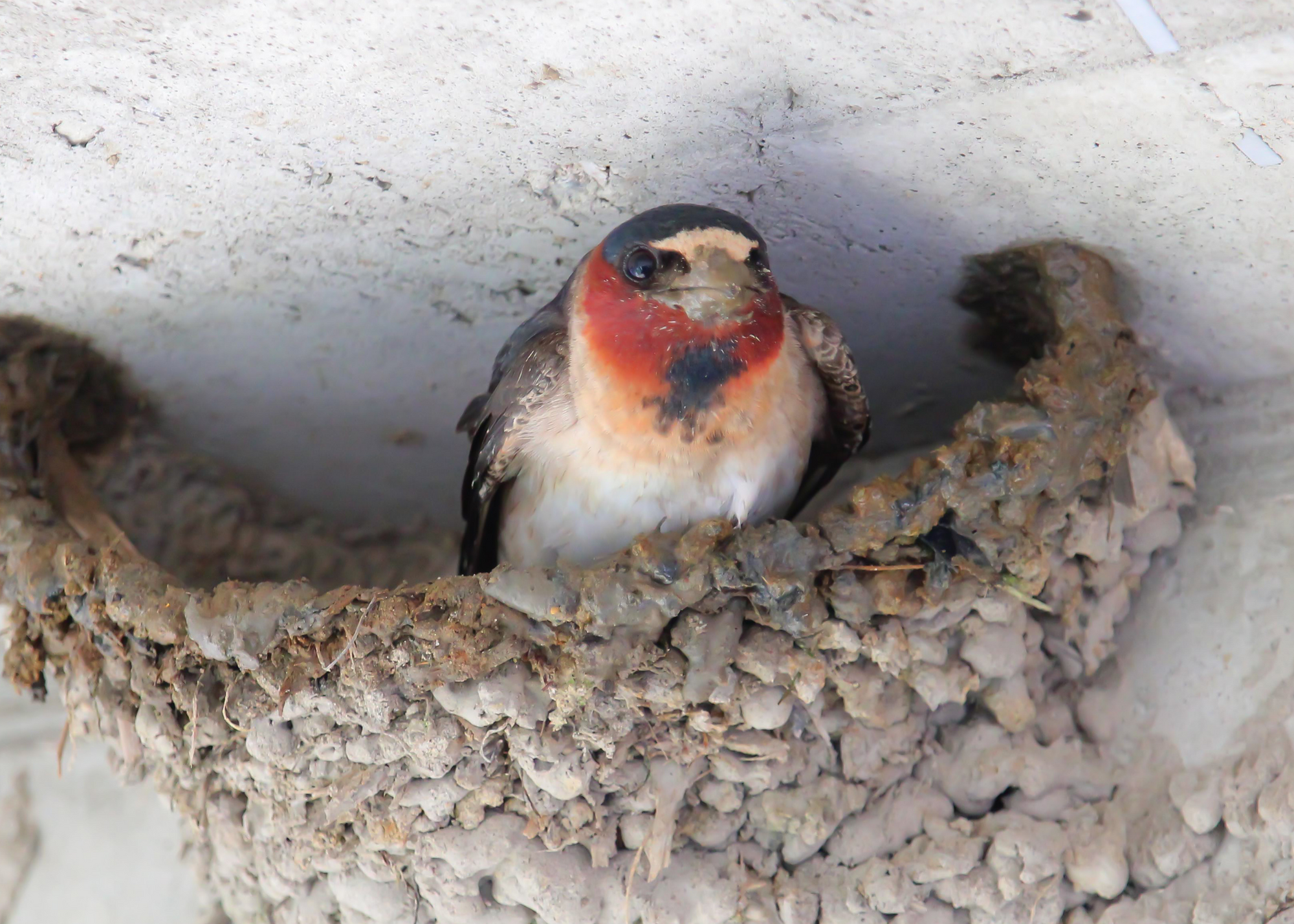 Cliff Swallow