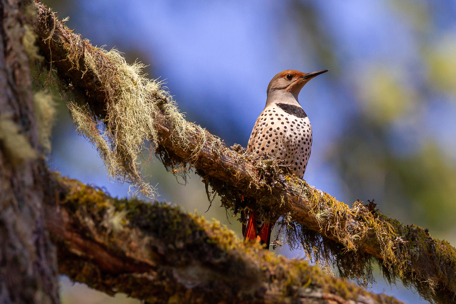 Northern Flicker