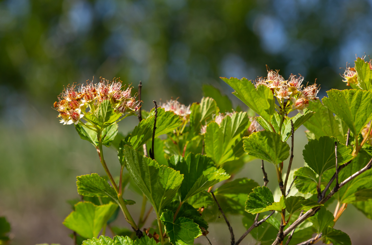Pacific Ninebark