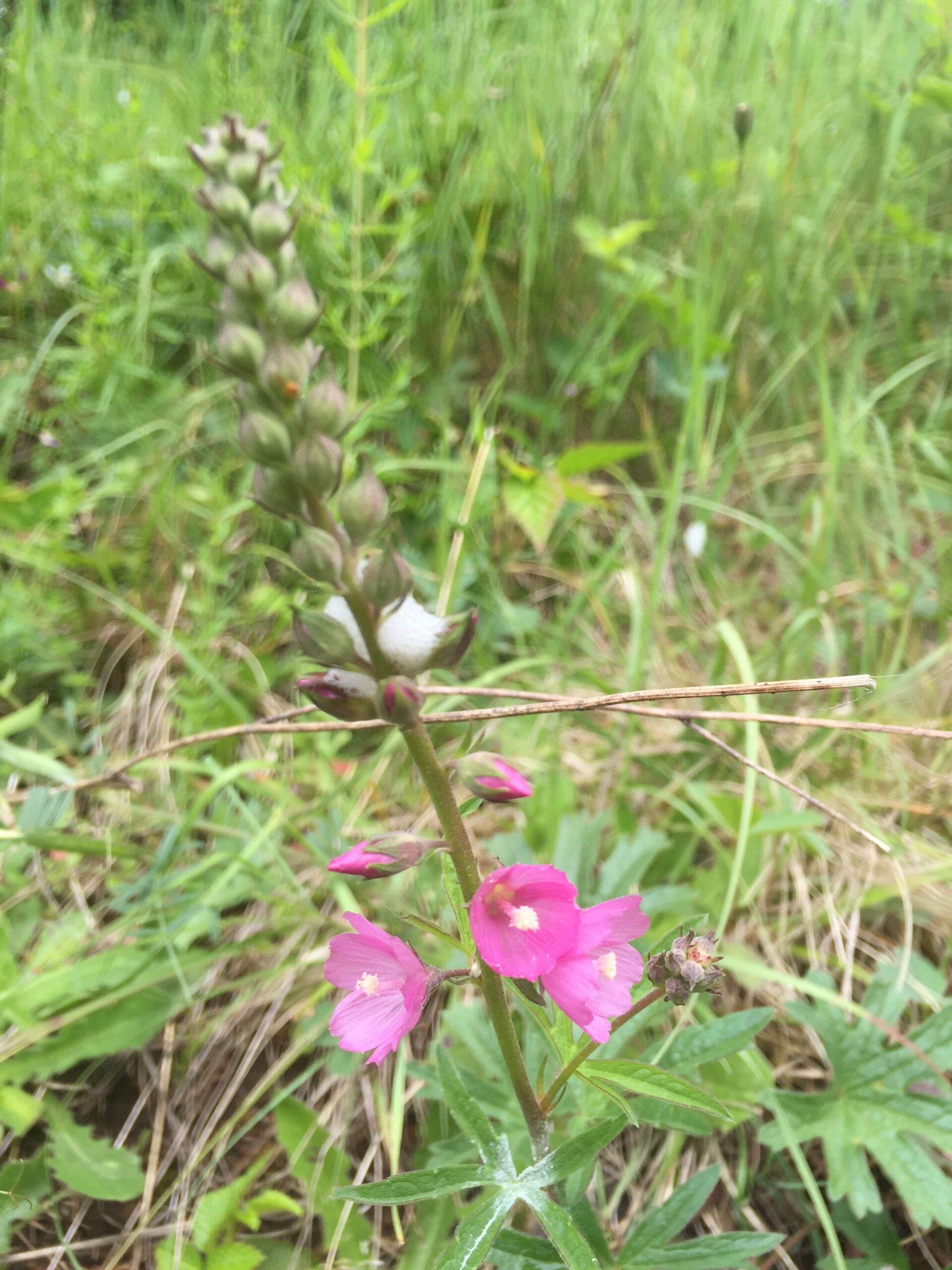 Rose Checker-Mallow