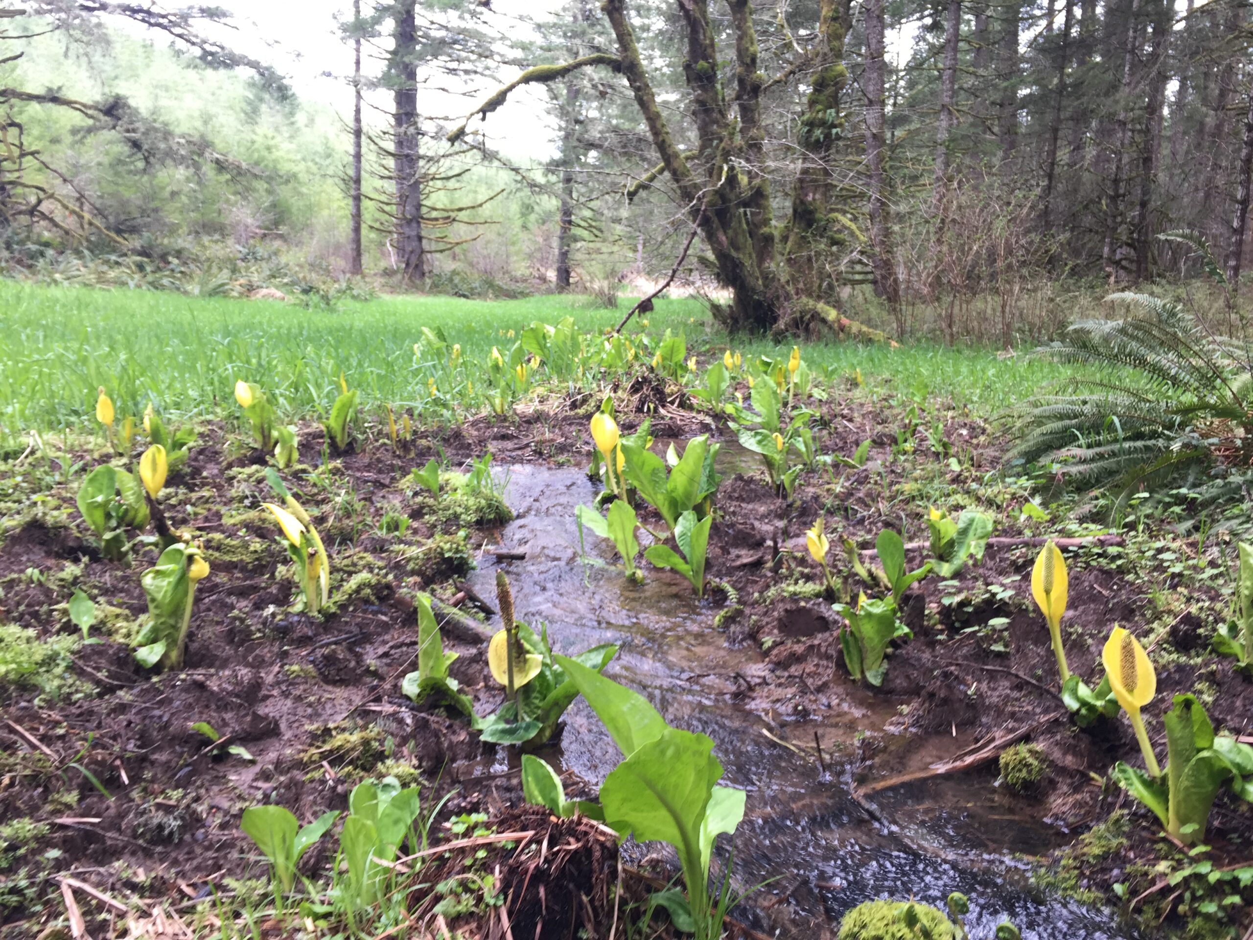 Skunk Cabbage