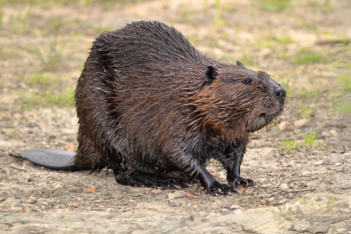 American Beaver American Beaver