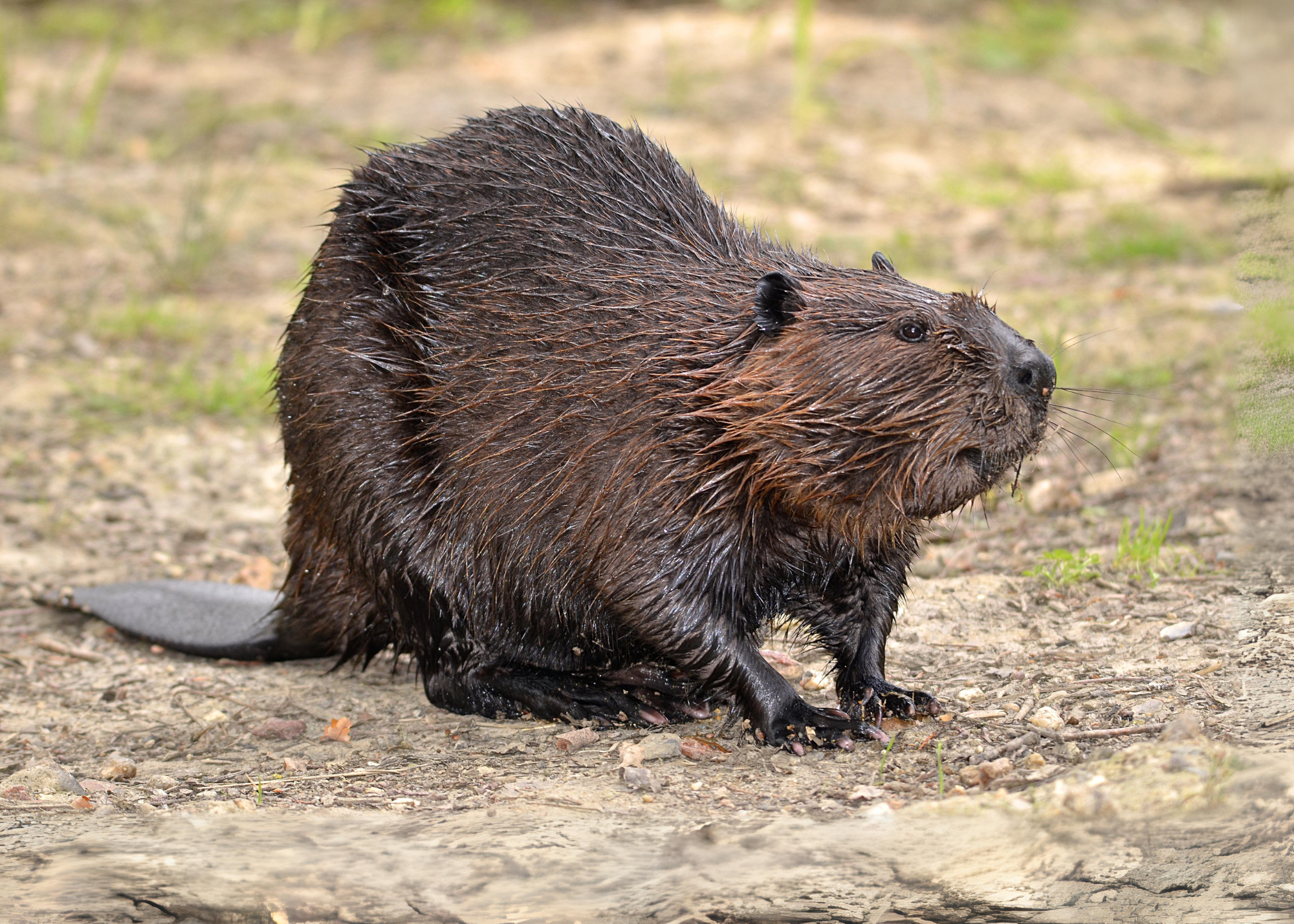 American Beaver American Beaver