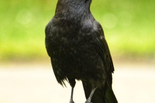 American Crow American Crow