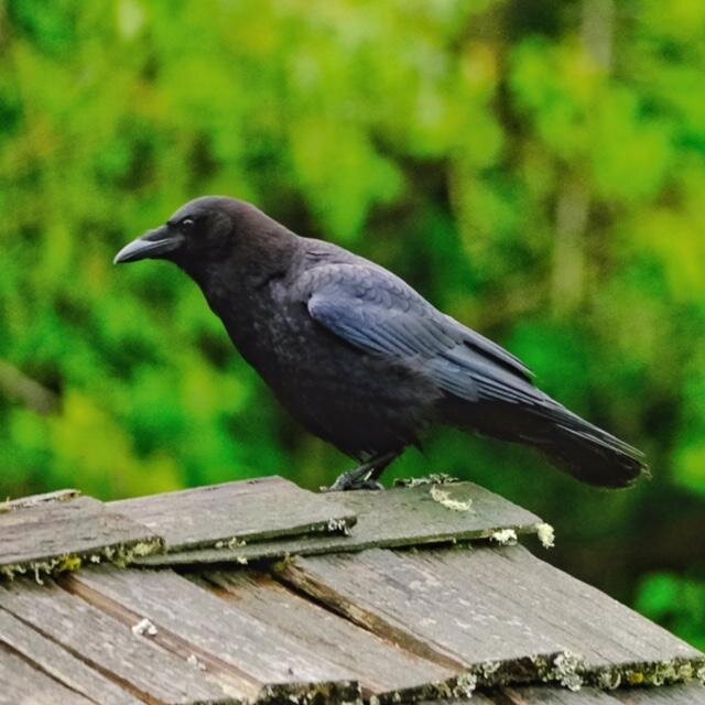 Photo credit: Phyllis Pietz