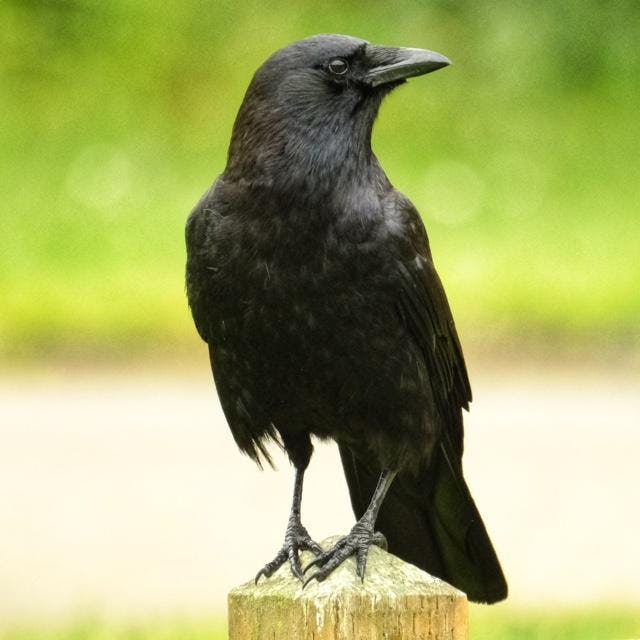 American Crow