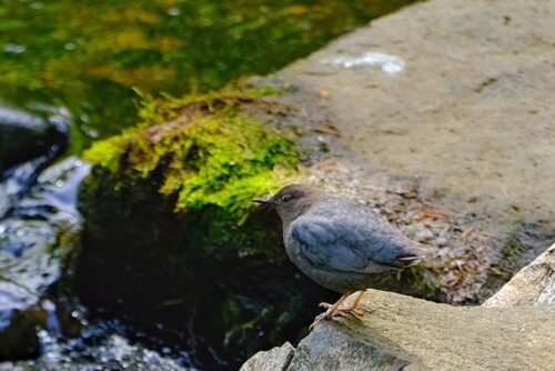 American Dipper American Dipper