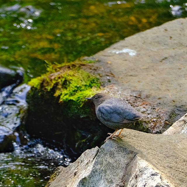 American Dipper