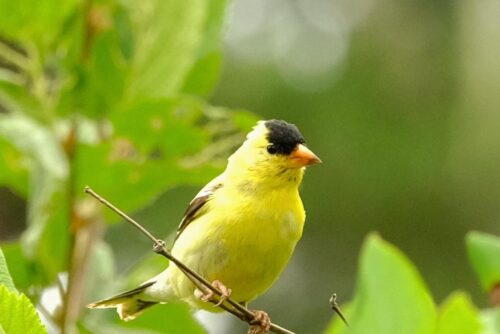 American Goldfinch American Goldfinch