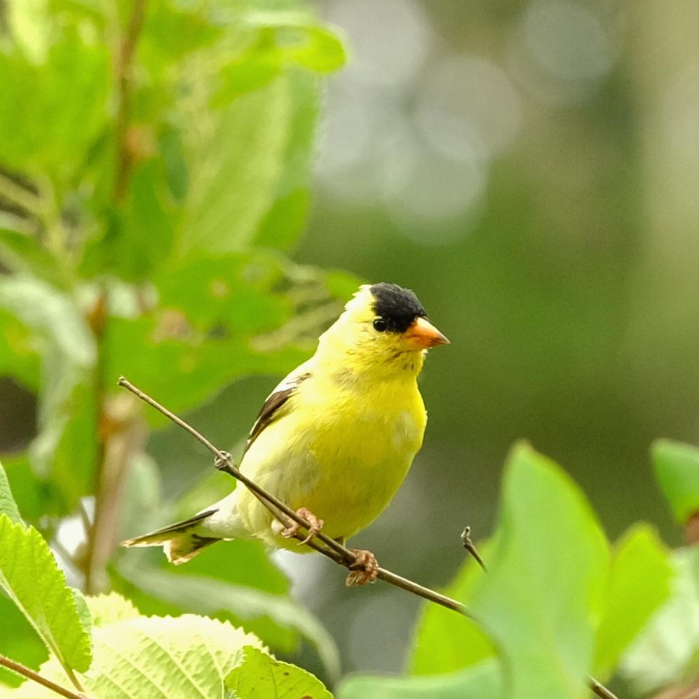 American Goldfinch American Goldfinch