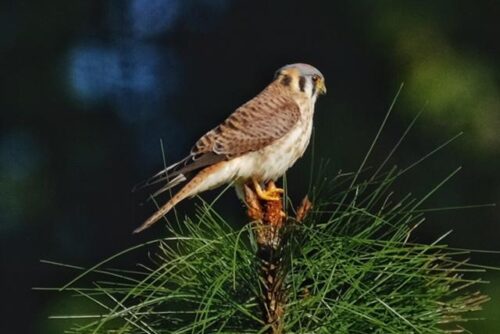 American Kestrel American Kestrel