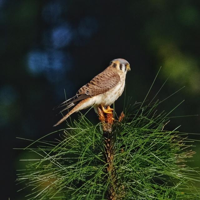 American Kestrel American Kestrel