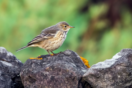 American Pipit American Pipit