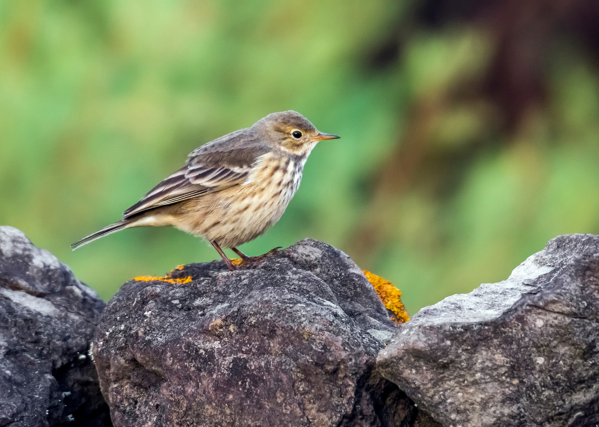 American Pipit American Pipit