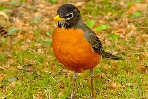 American Robin American Robin