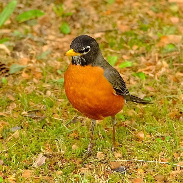 American Robin