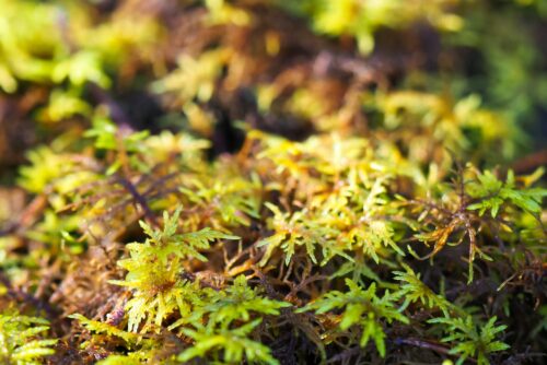 American Tree Moss American Tree Moss