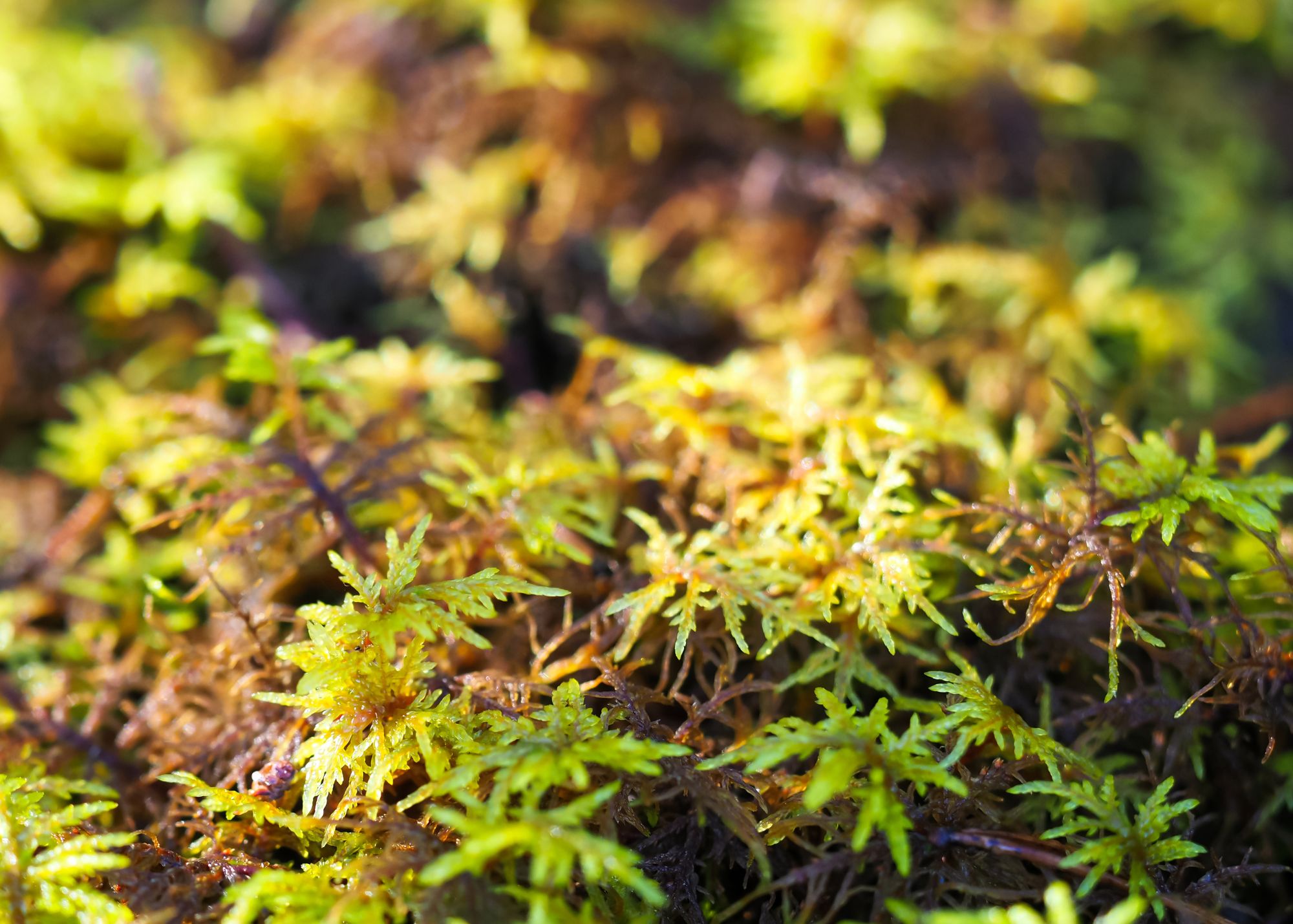 American Tree Moss American Tree Moss