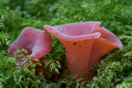 Apricot Jelly Fungus Apricot Jelly Fungus