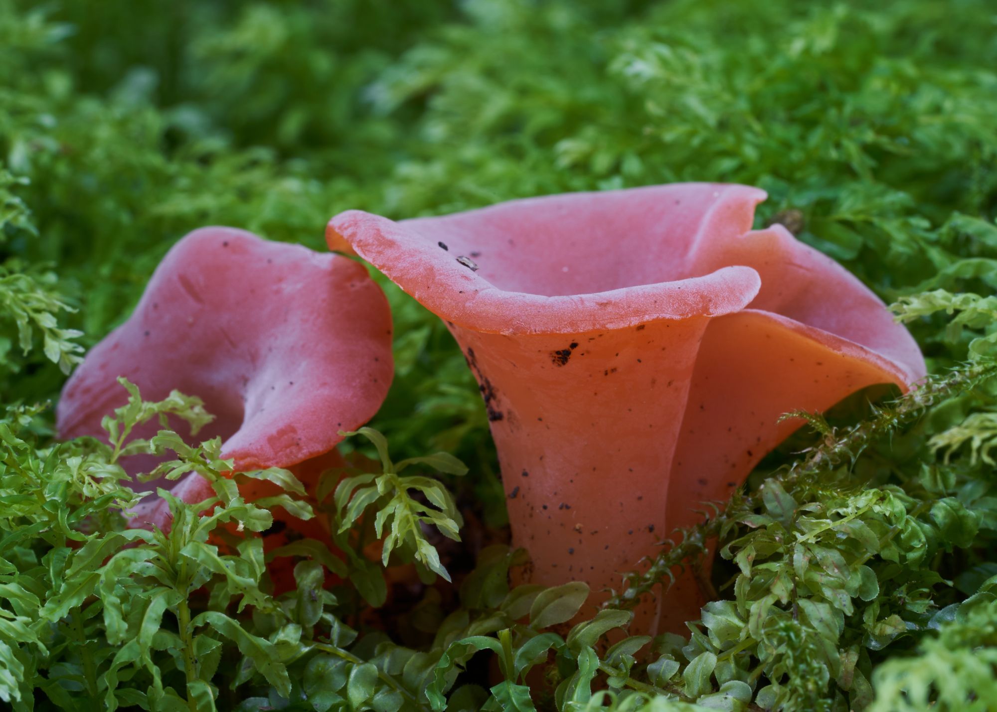 Apricot Jelly Fungus