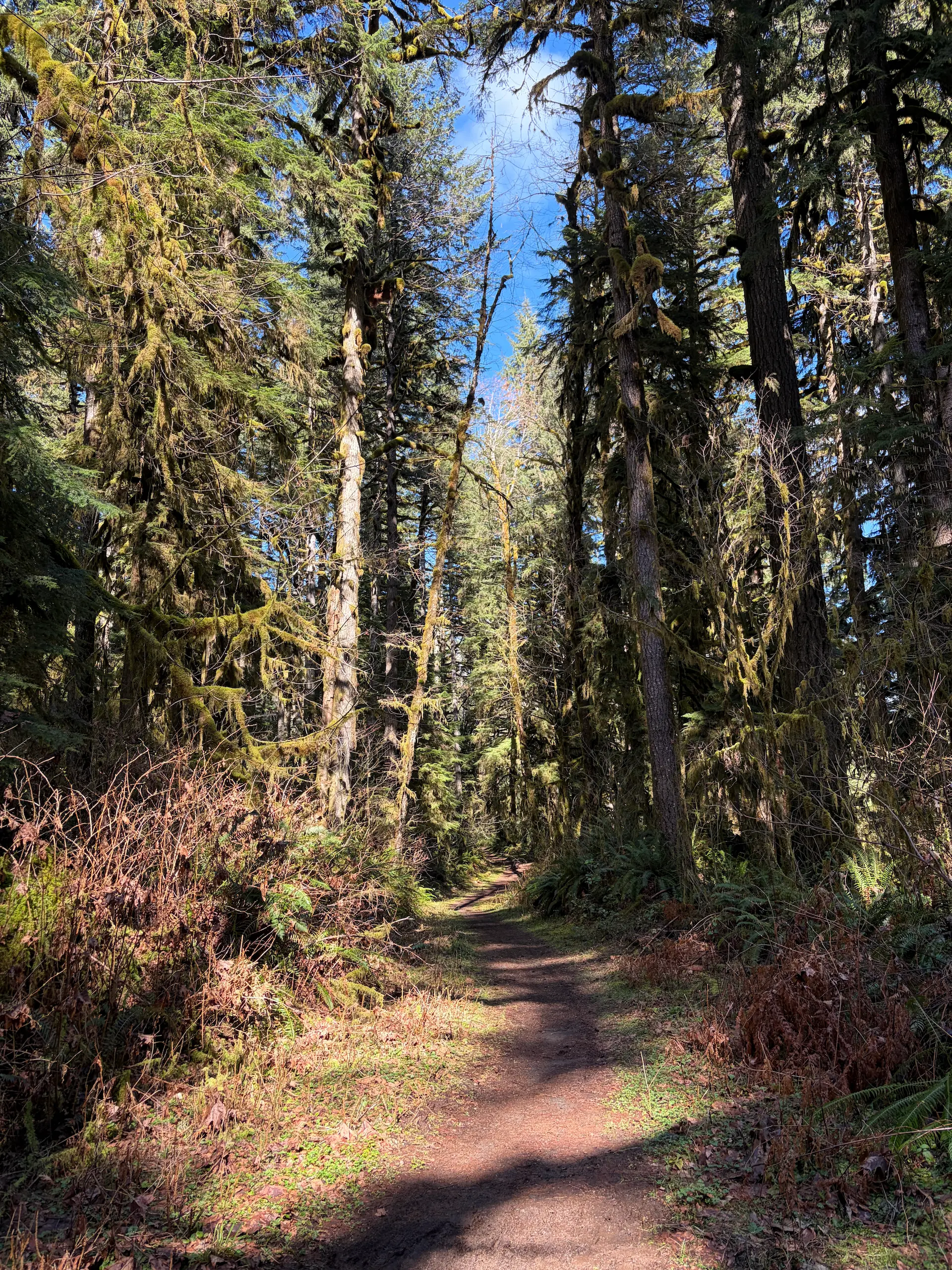 Two volunteers appear to be planting or restoring native vegetation on the grounds outside the South Falls Café at Silver Falls State Park