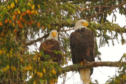 Bald Eagle Bald Eagle