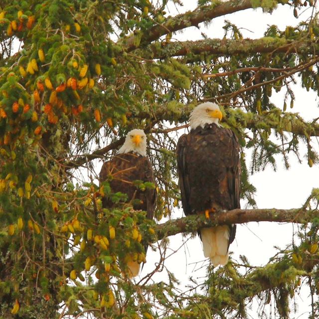 Bald Eagle