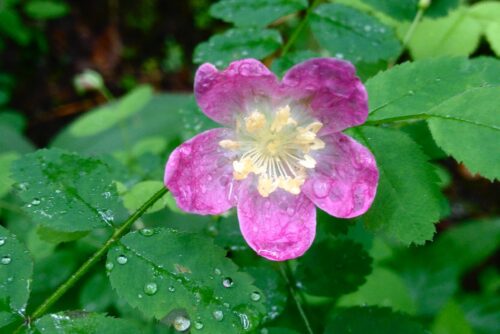 Baldhip Rose Baldhip Rose